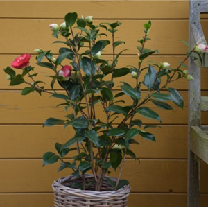 Camellia japonica rood kopen